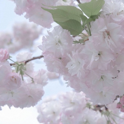 兽设线稿临摹素材FurryQQ群